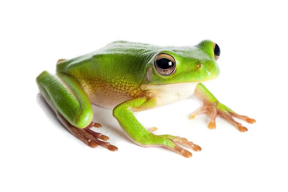 jushafrog OnlyFans profile picture