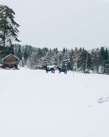 En svensk tjej på landet