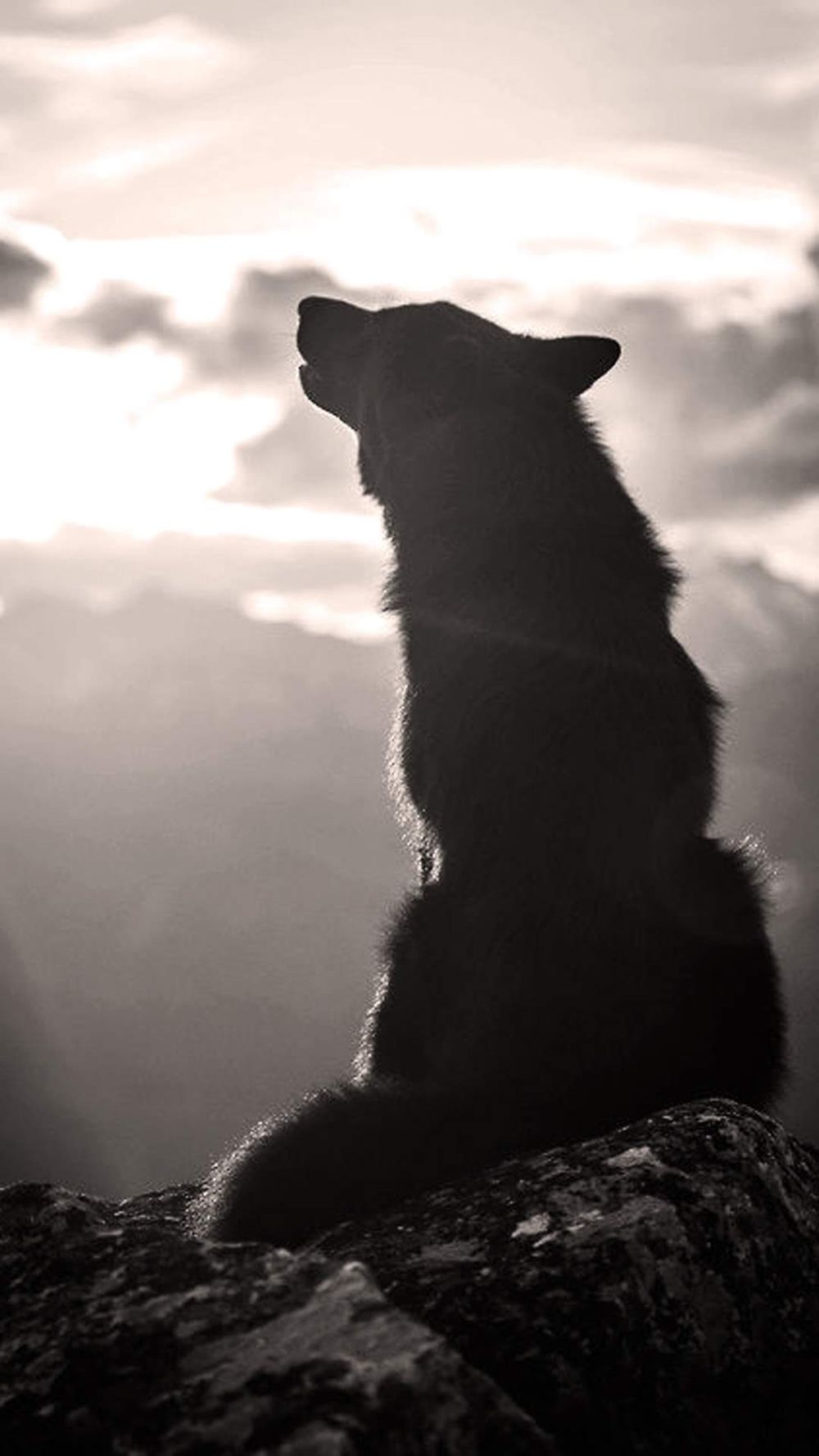 wolfdesires OnlyFans profile picture