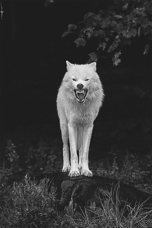 fangedmouth OnlyFans profile picture