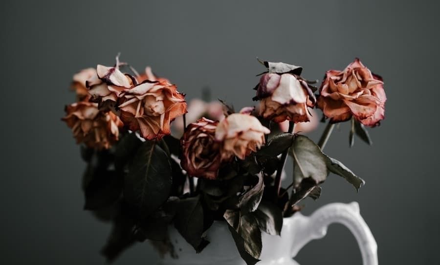 persephonelydia OnlyFans profile picture