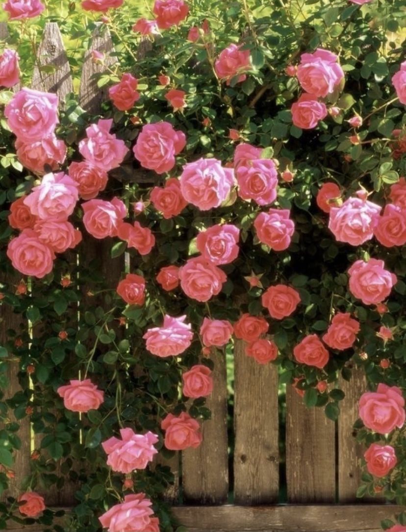 Get Araiza @getaraiza OnlyFans Profile. Review, Photos, Statistics