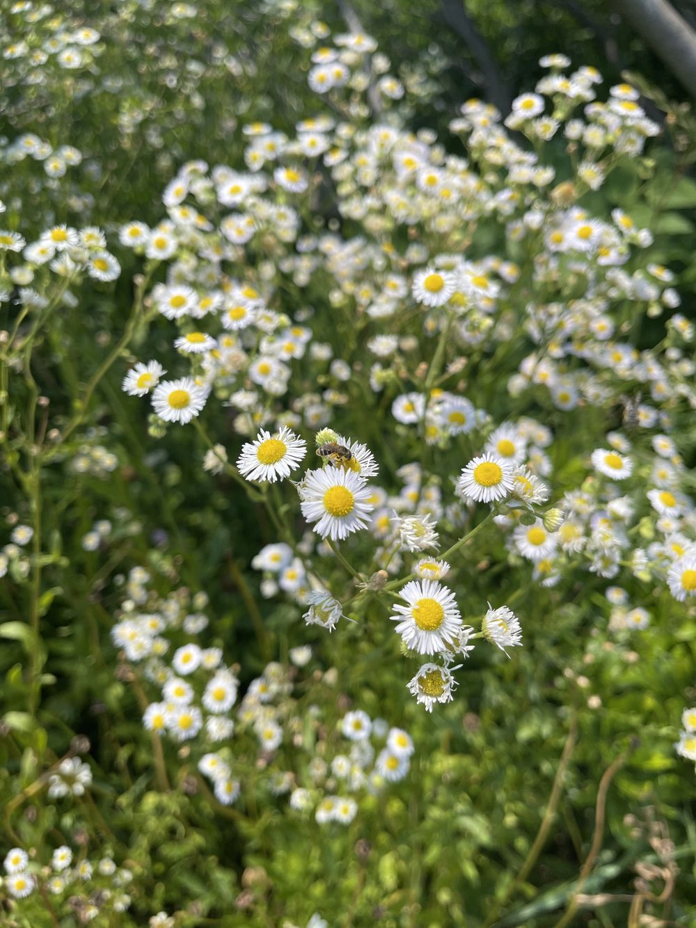 islaflowers OnlyFans profile picture