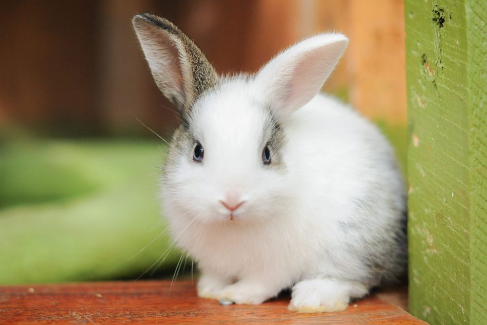 bunnywoods24 OnlyFans profile picture