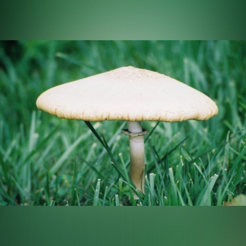 geocrumb OnlyFans profile picture