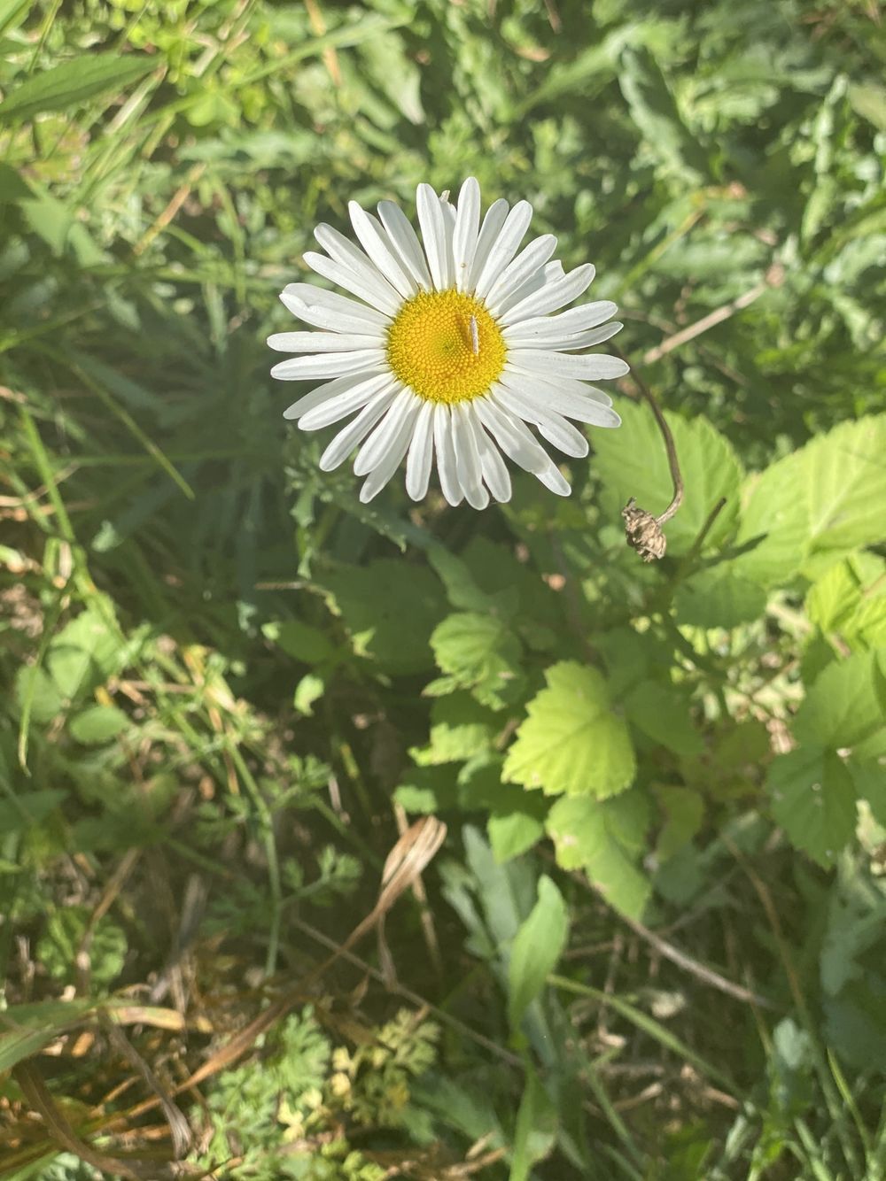 littlebabyarli OnlyFans profile picture