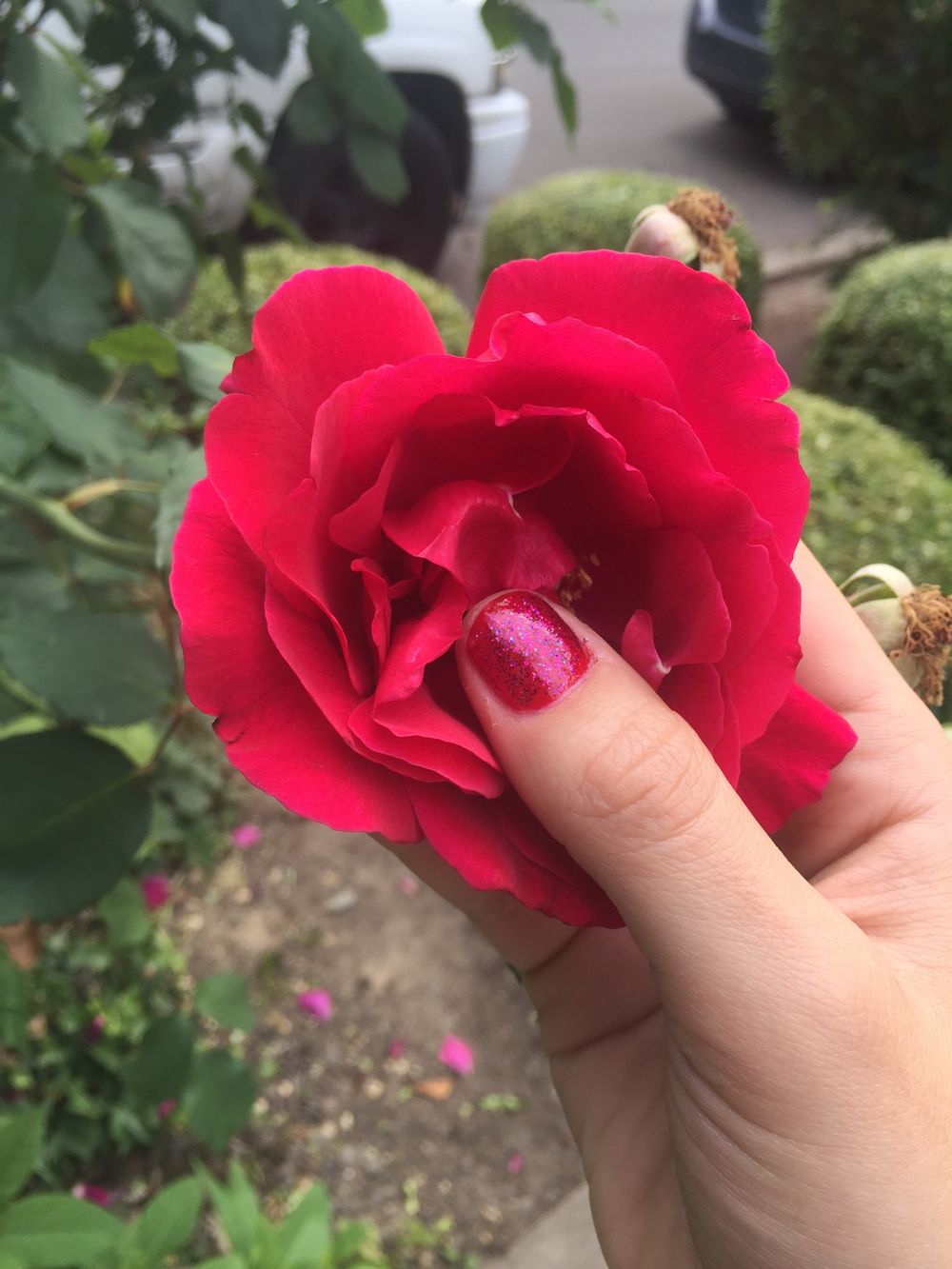 ramona_rose OnlyFans profile picture