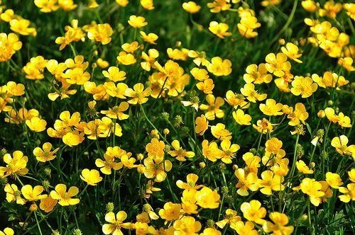 buttercup6969 OnlyFans profile picture