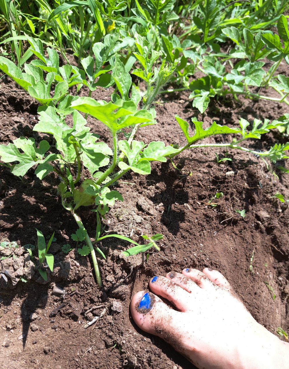 wildblueberriesfeet OnlyFans profile picture