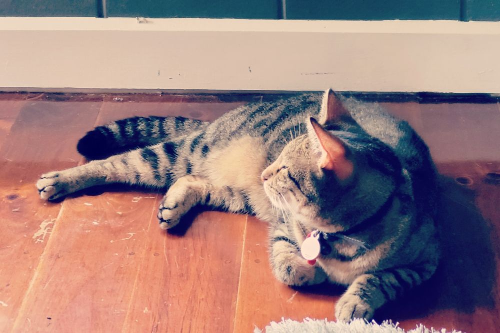 bmothecat OnlyFans profile picture