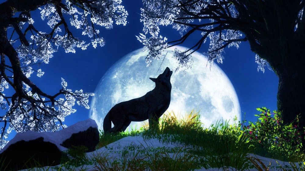 wolf404 OnlyFans profile picture