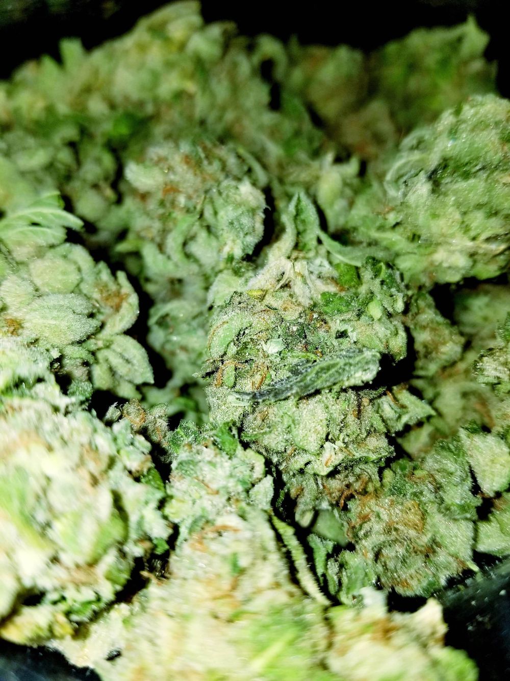kkellogg OnlyFans profile picture