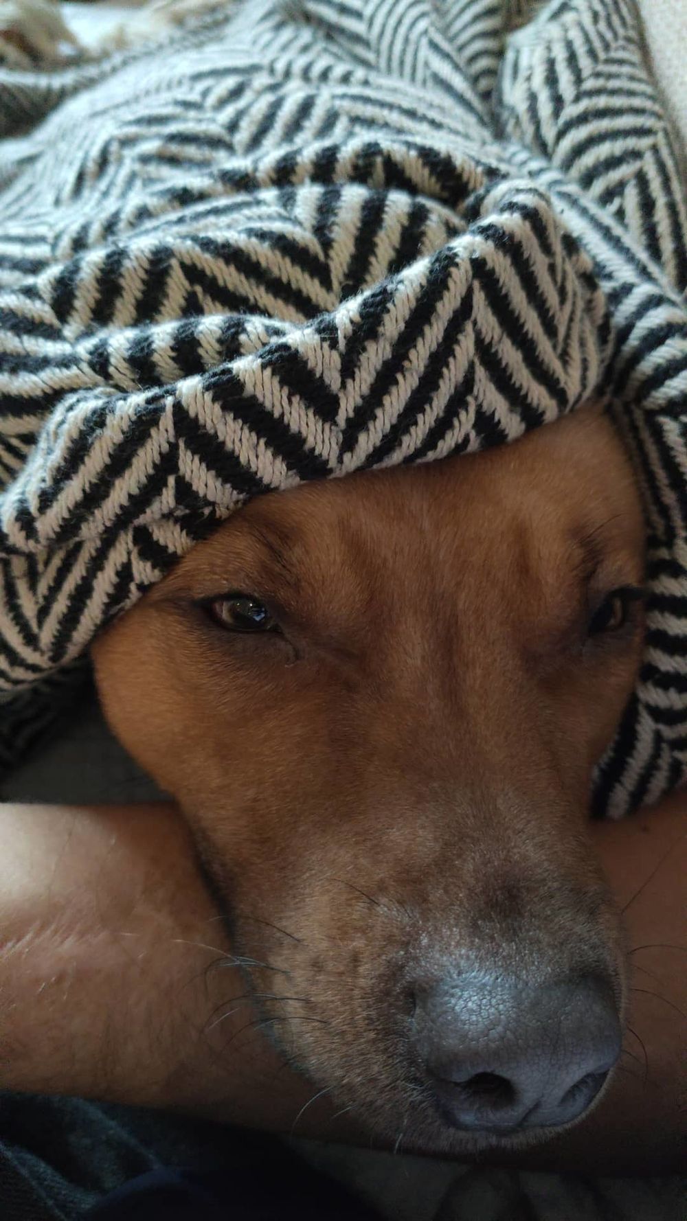 onlydoggie OnlyFans profile picture