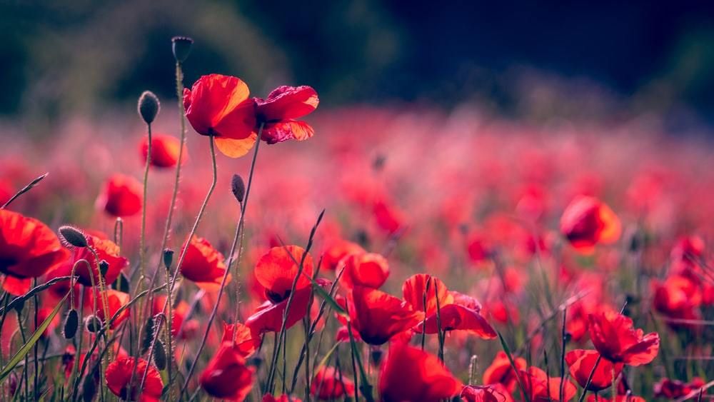 lovelyflowerssss OnlyFans profile picture