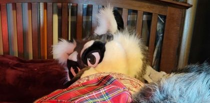 snarkyraccoonx OnlyFans picture