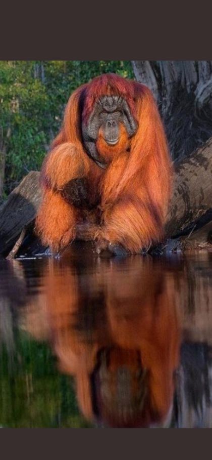 redbackgorilla OnlyFans picture