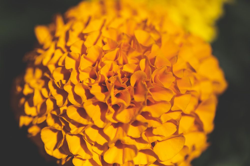 mellowochre OnlyFans profile picture