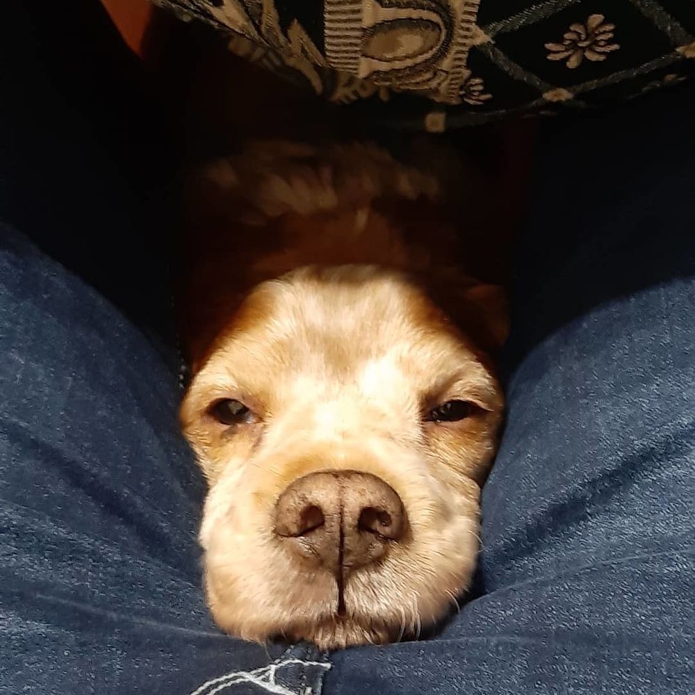 roccotheitdoge OnlyFans profile picture