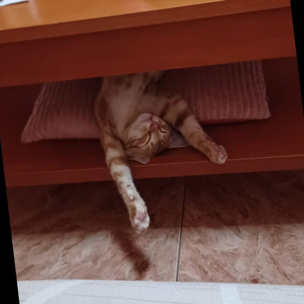 momof3cats OnlyFans profile picture