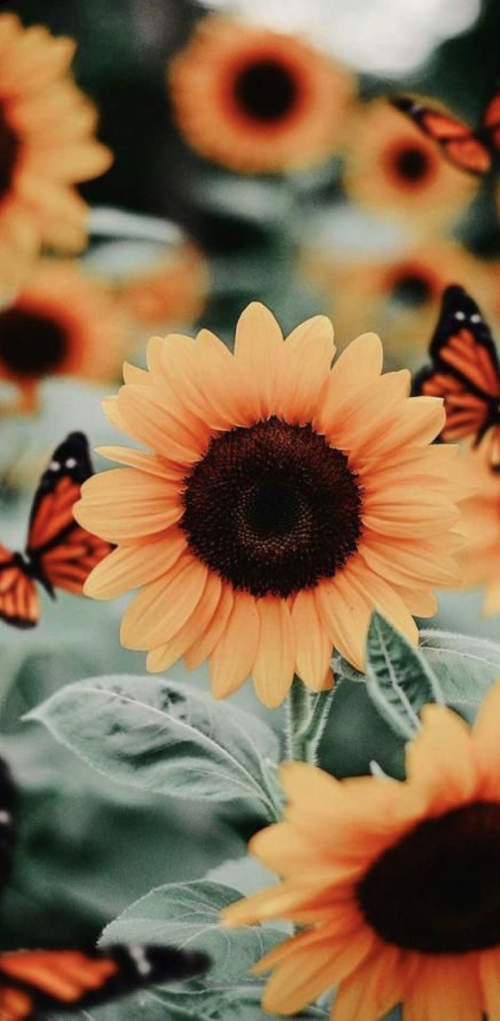 sunflowerrd OnlyFans profile picture