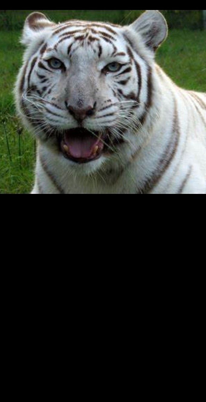 whitetiger001mail.com OnlyFans profile picture