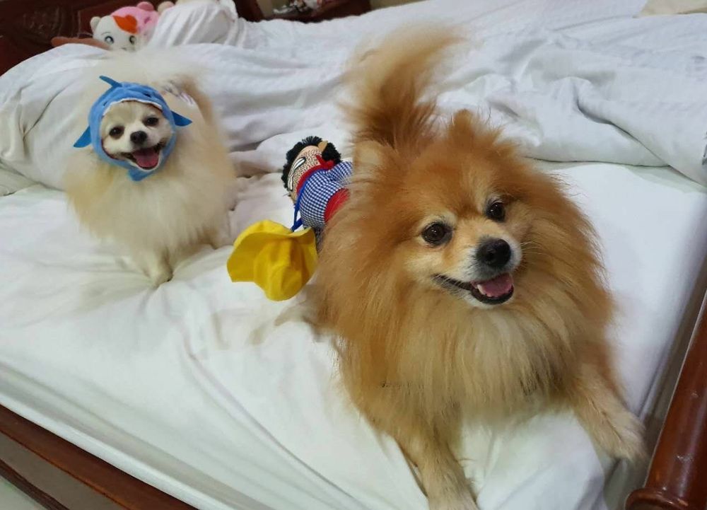 pompomtheking OnlyFans profile picture