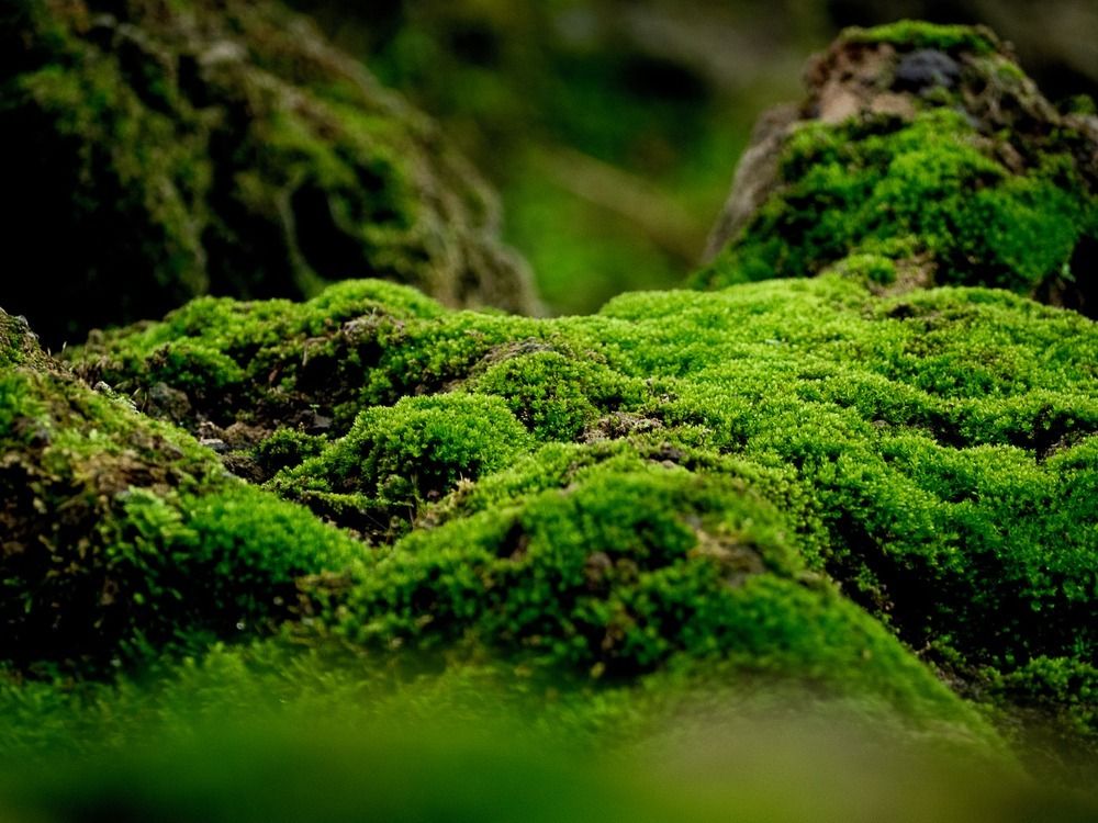 mystical.moss OnlyFans profile picture