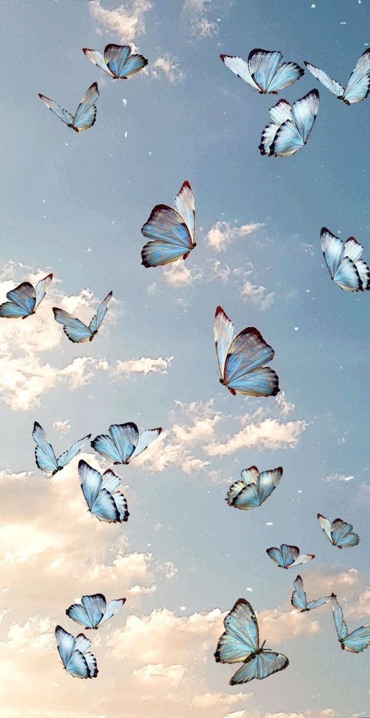 butterfly.jd OnlyFans profile picture