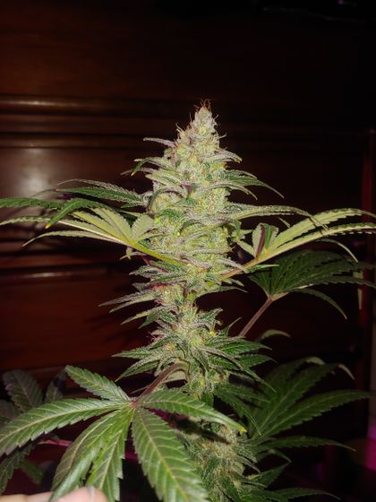 twincities OnlyFans picture