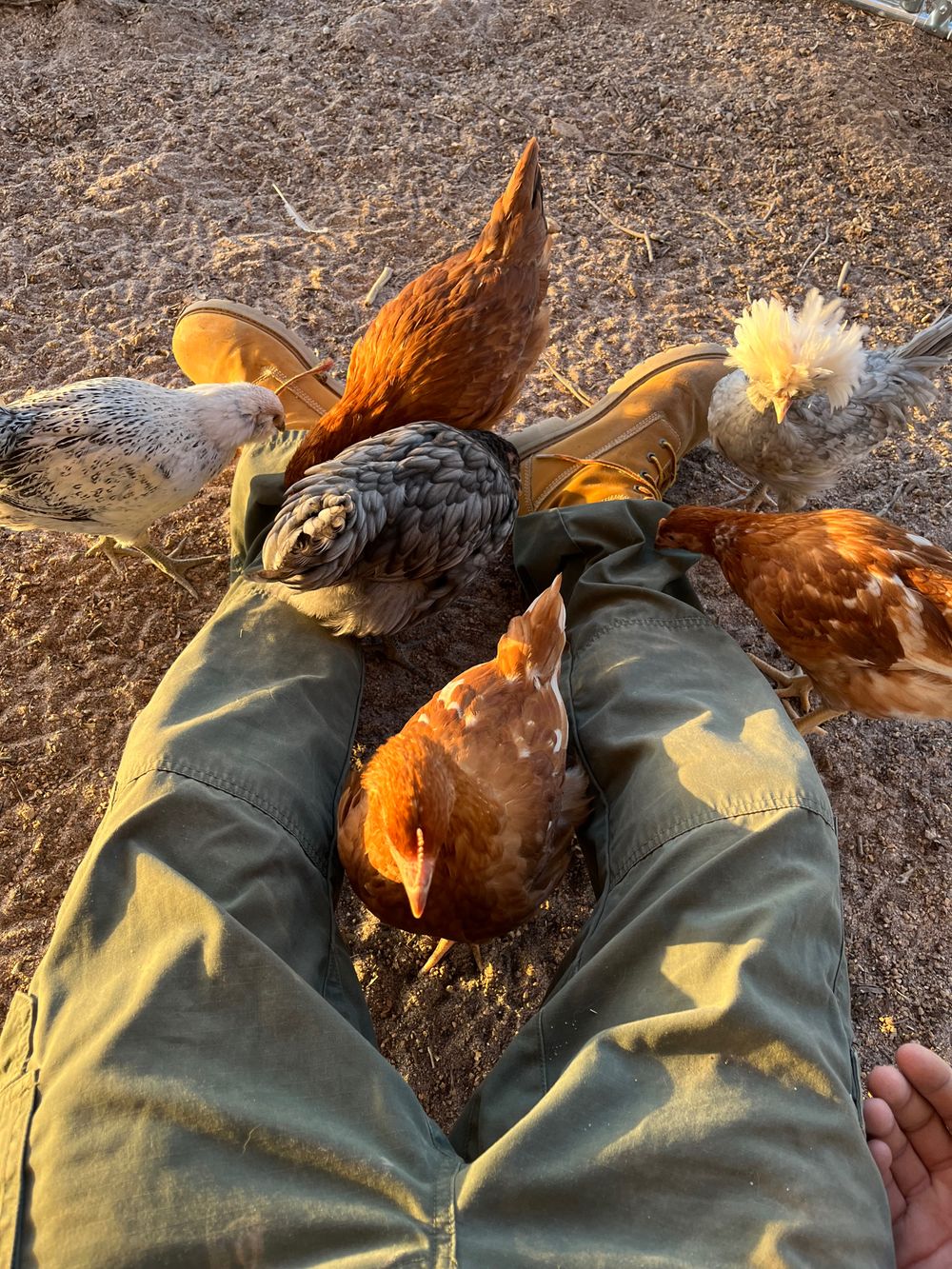 farmfreshfeelings OnlyFans profile picture