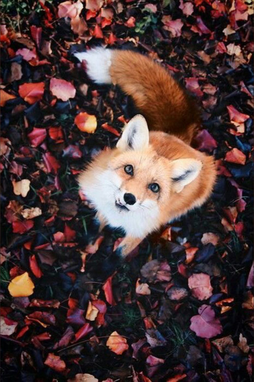 foxy666vk OnlyFans profile picture