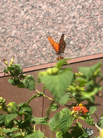 sweetyolivia OnlyFans - Stats, Graphs, Photos & Profile Comparisons