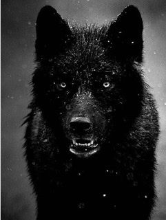 theblackwolf3 OnlyFans profile picture