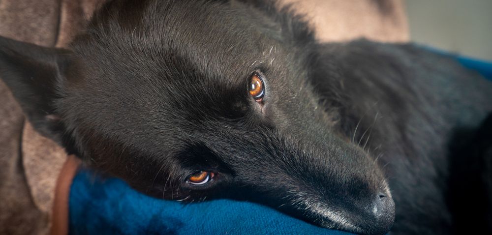 tassyhappydogs OnlyFans profile picture