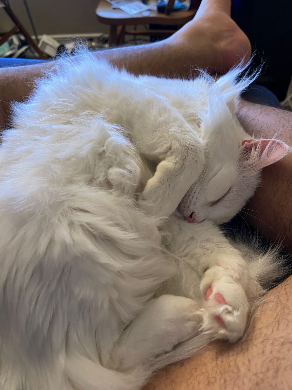 onlycats704 OnlyFans profile picture