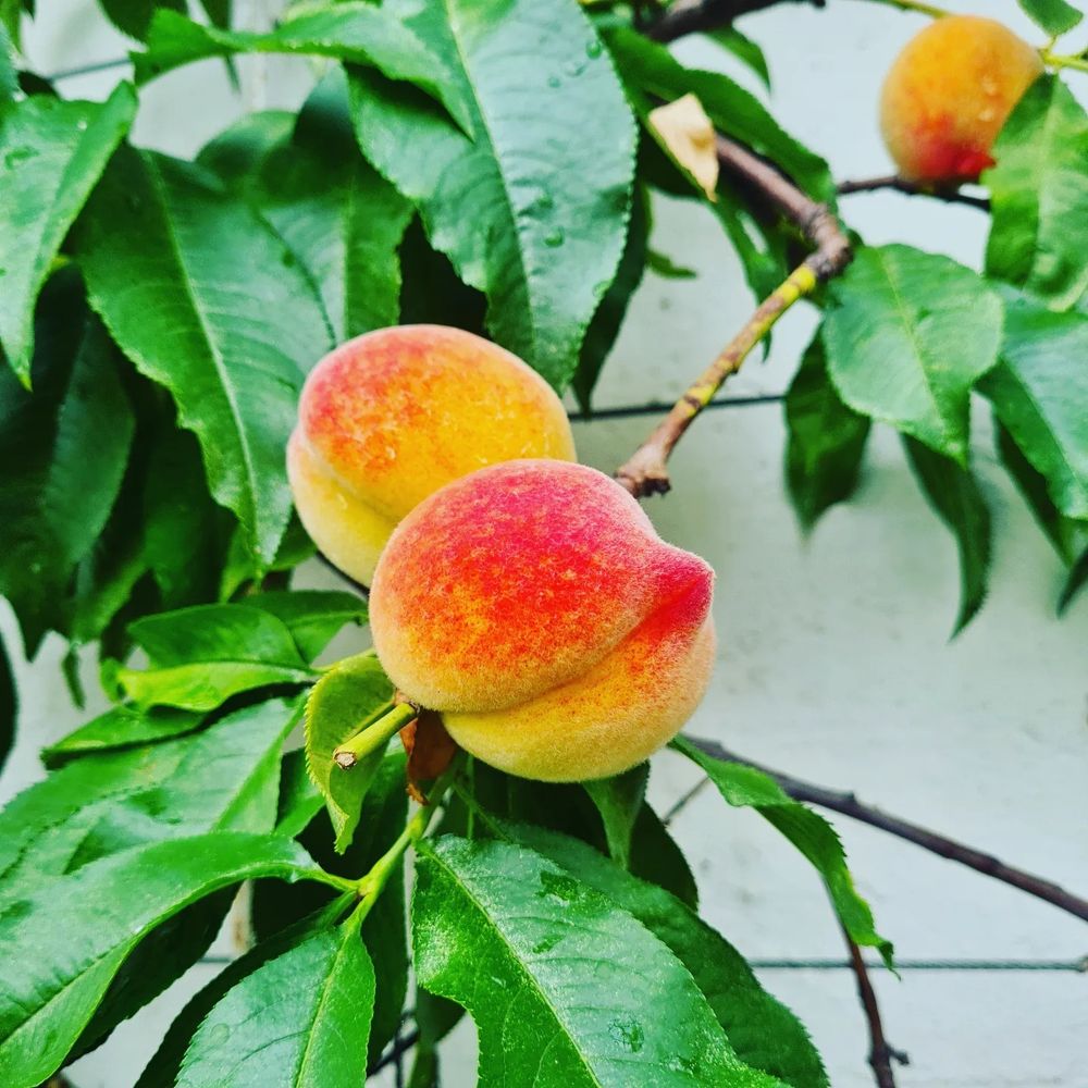 nectarine_naomi OnlyFans profile picture