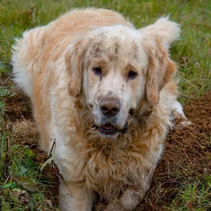 messi_the_dog OnlyFans profile picture