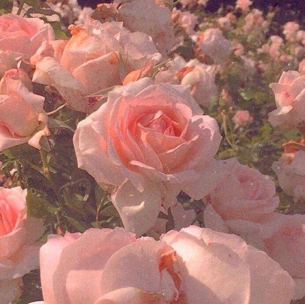 v_rosey OnlyFans profile picture