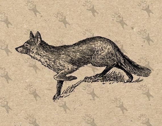 fox-guy OnlyFans profile picture