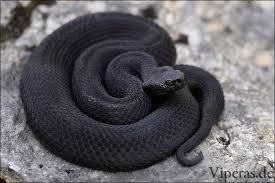 theeblackviper OnlyFans profile picture