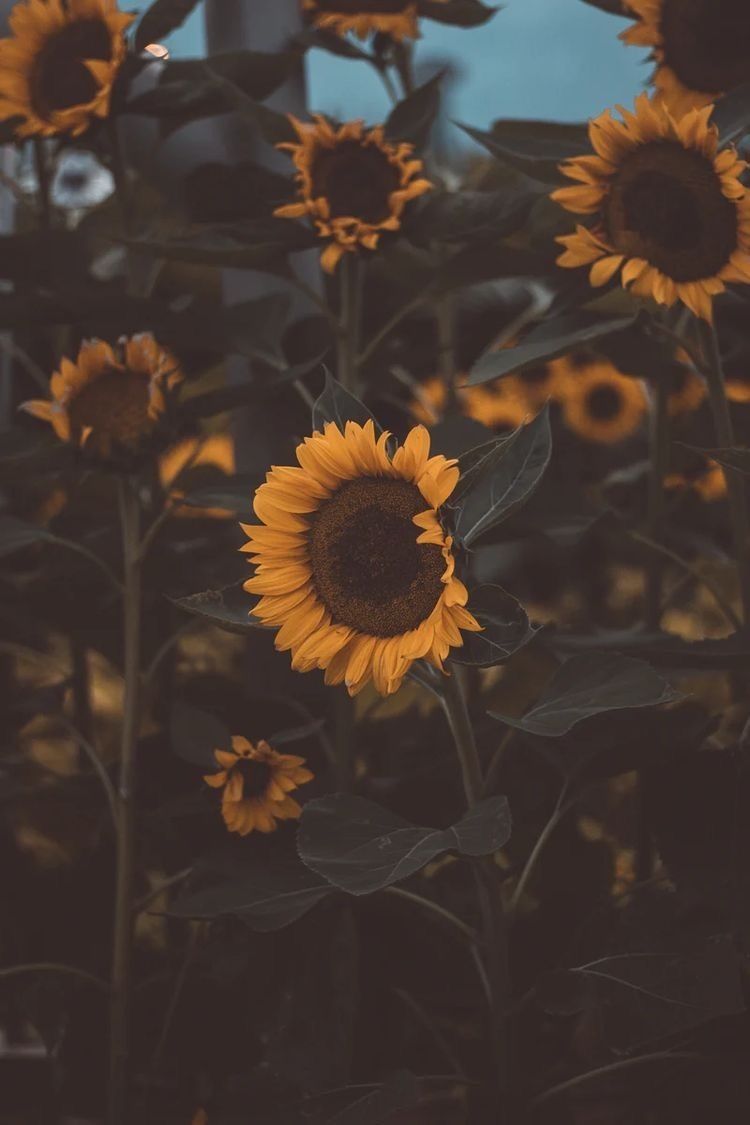 sunflowerseedis OnlyFans profile picture
