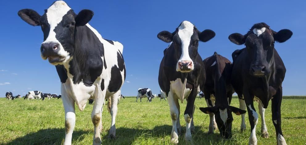 meuhmilking OnlyFans profile picture