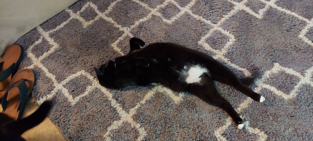 catsandstuffs OnlyFans profile picture