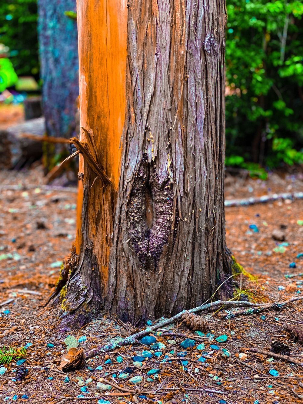 plantzaddypnw OnlyFans profile picture