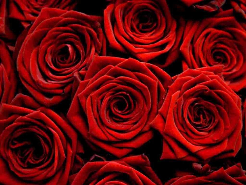 mistressscarlettrose OnlyFans profile picture