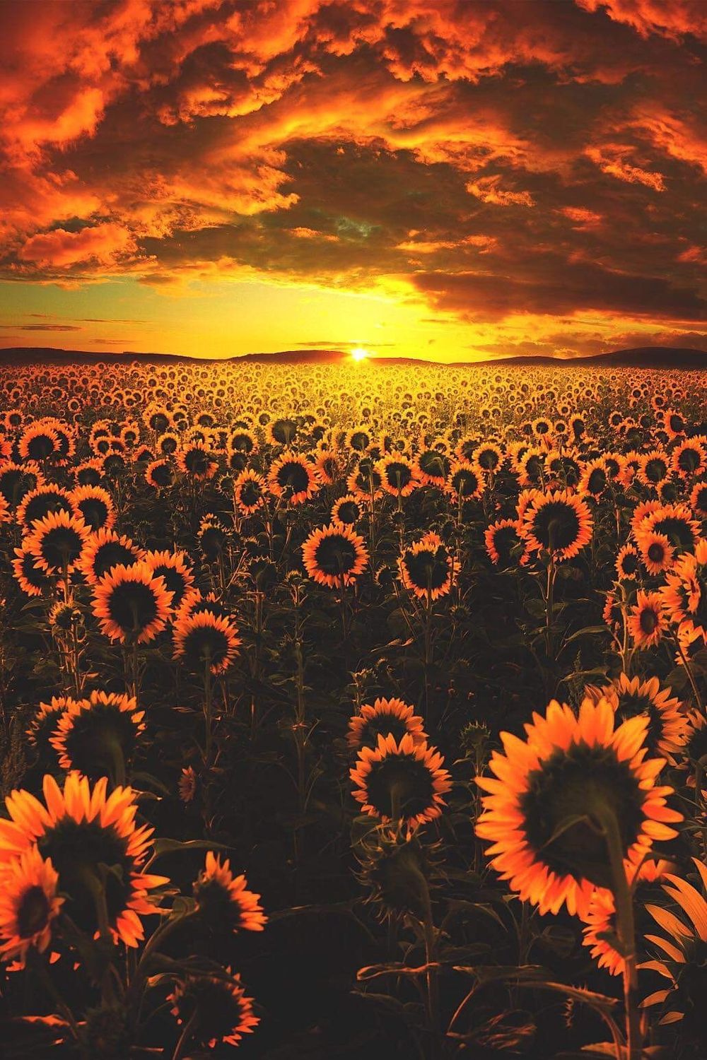 sunflowersamantha OnlyFans profile picture
