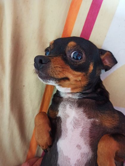 sweetpuppy OnlyFans picture