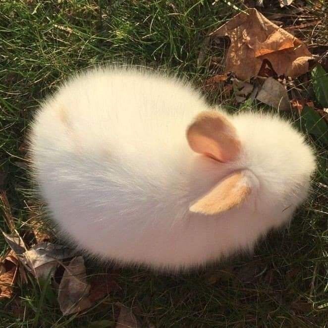 fluffycake00 OnlyFans profile picture