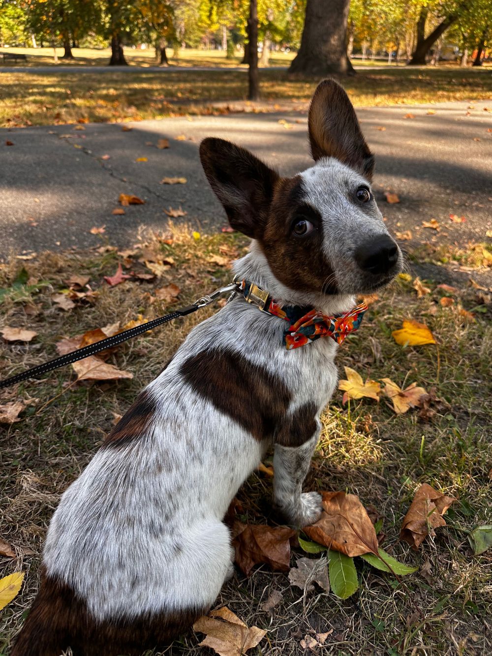 cooperthecowboycorgi OnlyFans profile picture