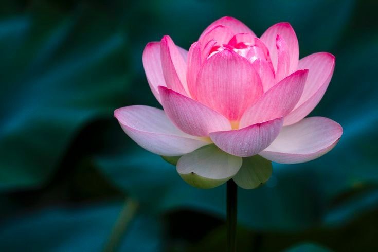 pink.lotus1200 OnlyFans profile picture